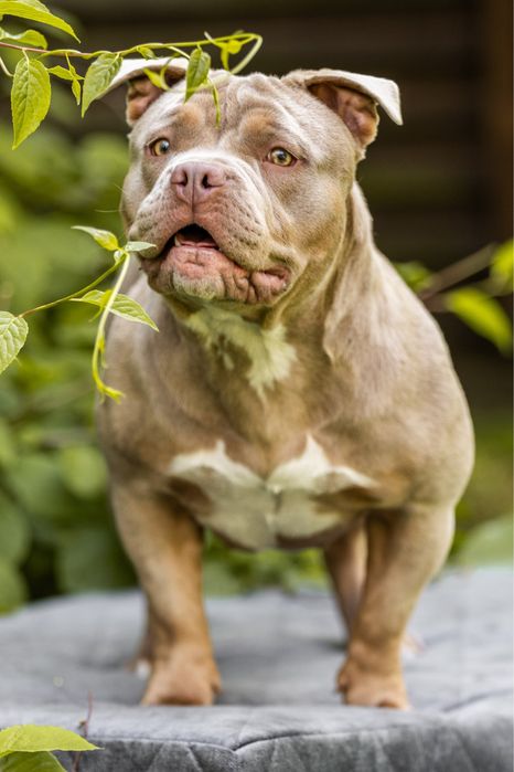 Щенки American Bully Pocket — перспективные малыши от красивой пары