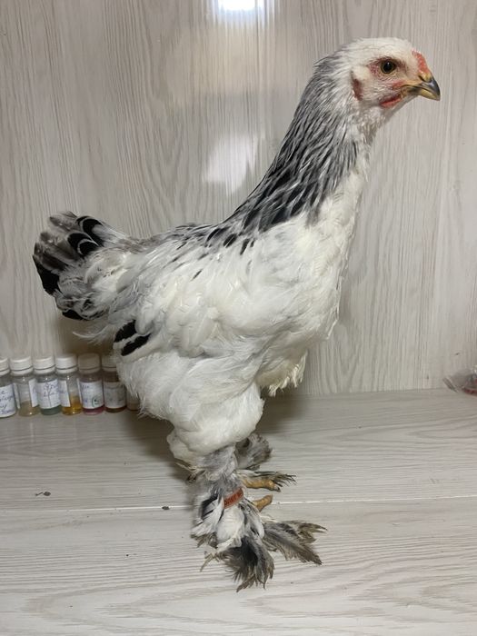 Півні амрокс і брама