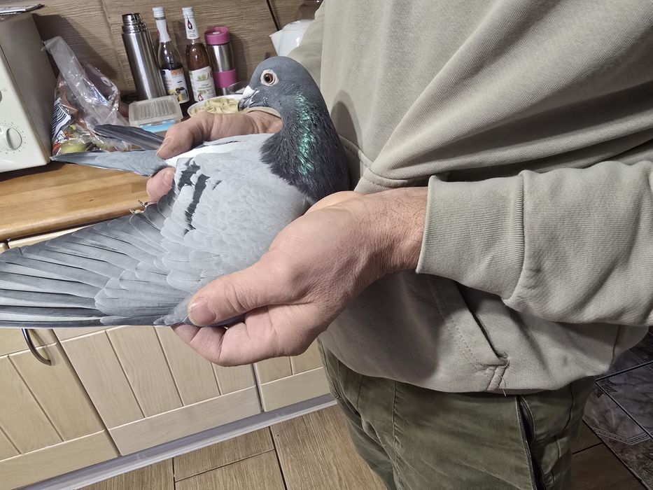 Gołębie pocztowe 74