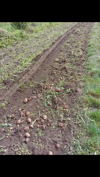 Домашня картопля