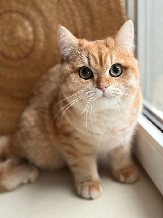 Британський котик