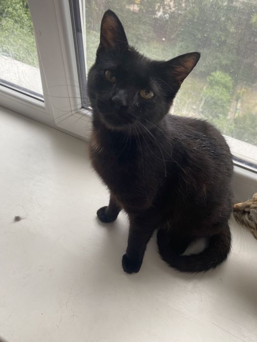 Стерилізована дівчинка в надійні ручки