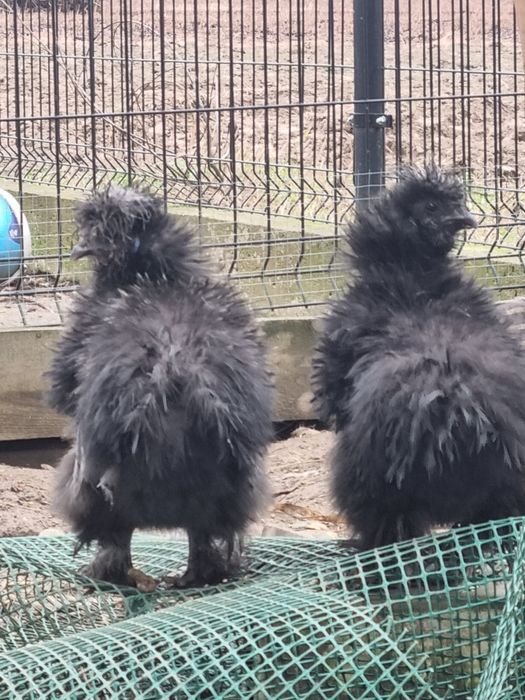 Kogut silki jedwabiste