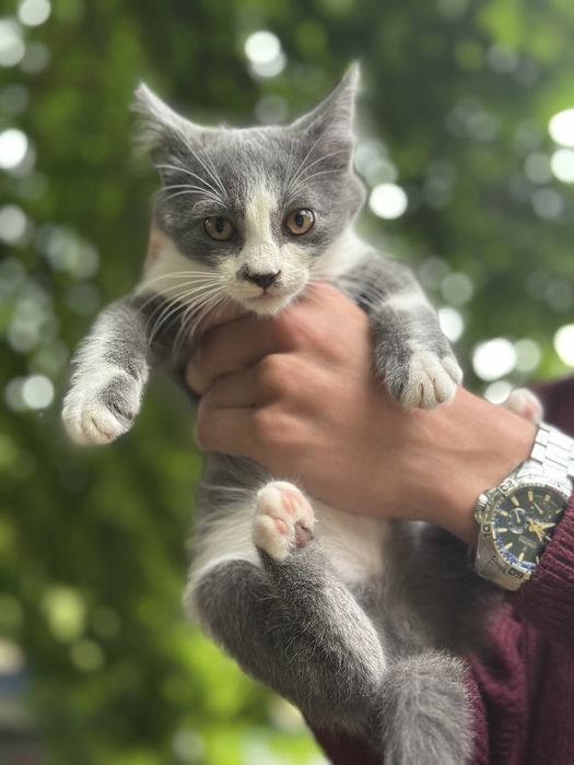 Милые котята ищут дом