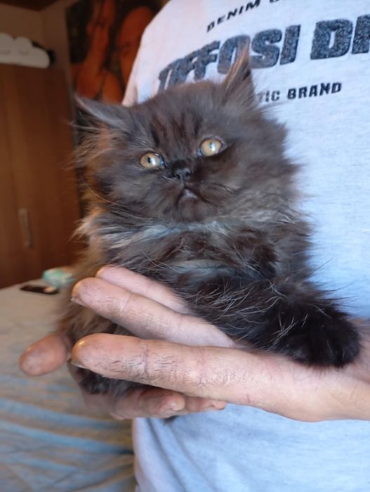 Lindíssima menina persa preta