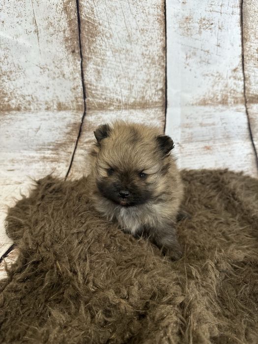 Szpic miniaturowy/Pomeranian piękny malutki chłopczyk