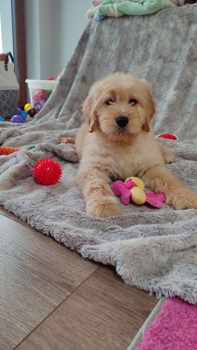 Goldendoodle F1 badania genetyczne