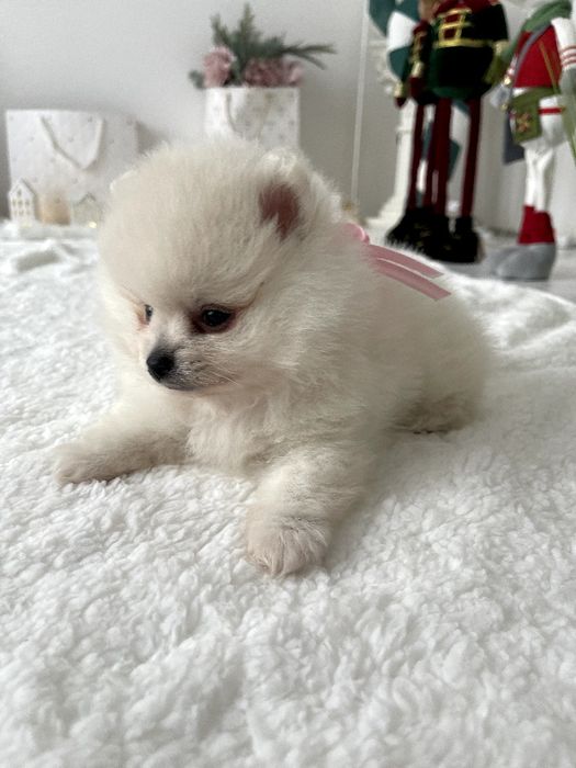 Ексклюзивні  Померанські шпіци з ідеальним характером