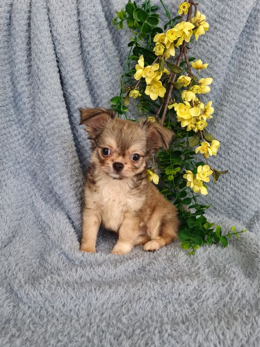 Excecional super mini pelo longo Chihuahua/Chiuaua de Qualidade