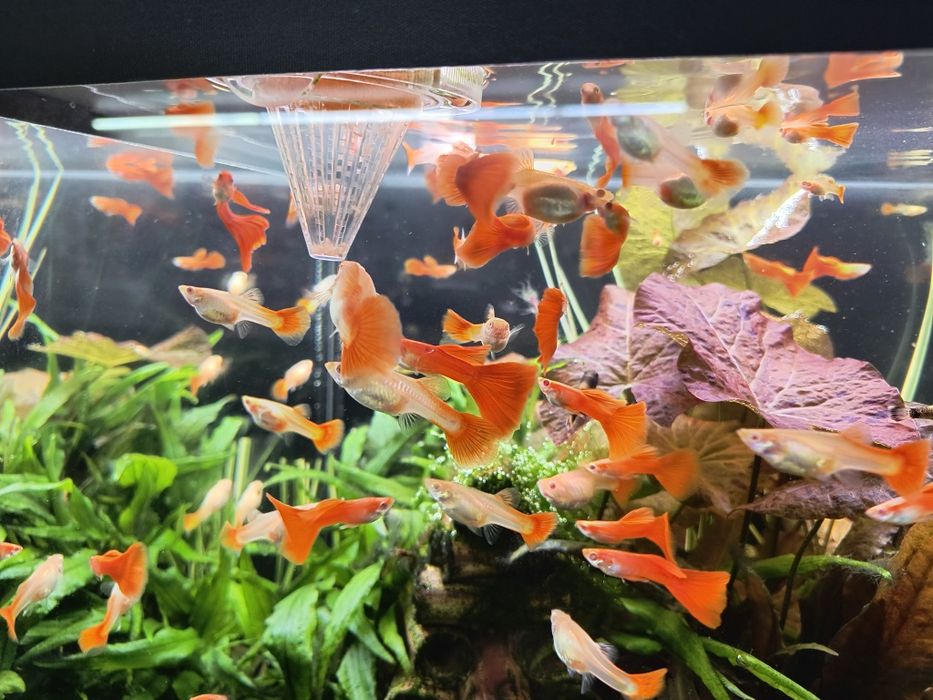 Gupik Full Red Albino (PARKA)