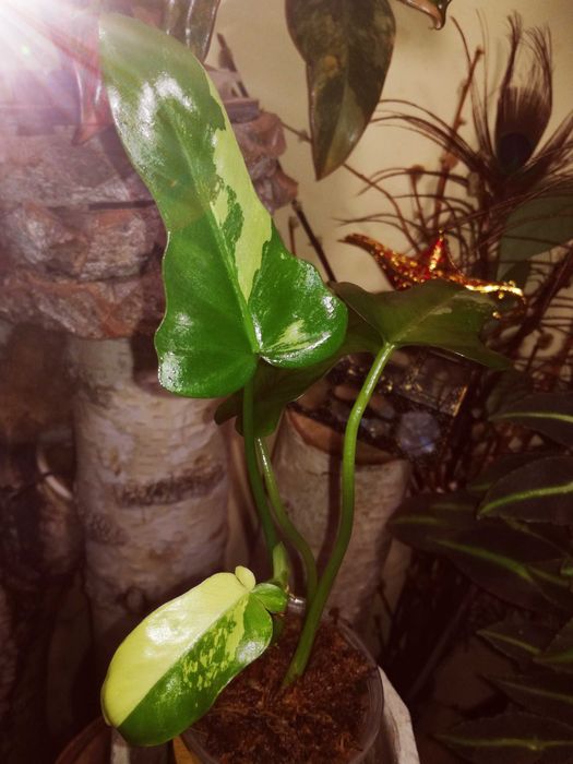 Philodendron Gold Dragon Variegata UNIKAT monstera SUPER CENA! Łodyżka