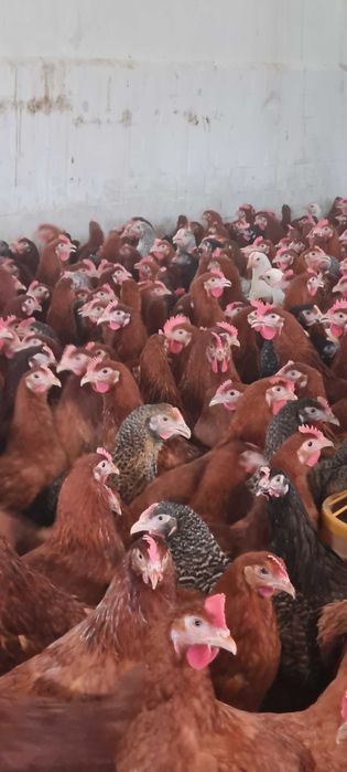 Kury nioski mlode z pierwszym jajkiem Rosa leghorn dominant