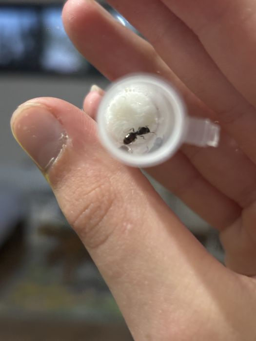 Мурахи tetramorium caespitum