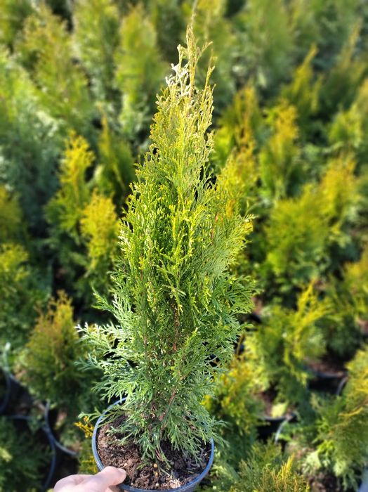 Туя смарагд Черкаси