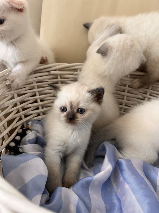 Шотландские котята