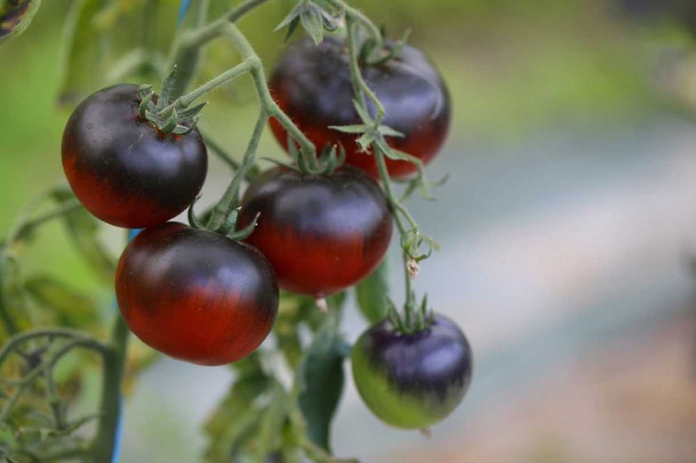 20 Sementes Tomate Osu Blue Variedade Rara