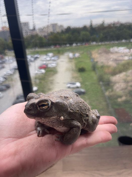 Incilius(bufo) alvarius,ropucha koloradzka