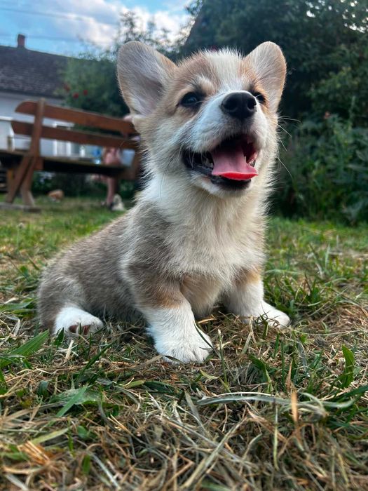Welsh corgi pembrok pies Bentley Kusy