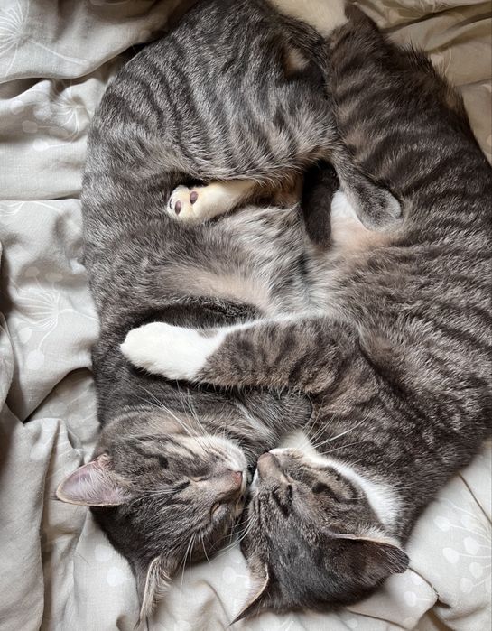 Котики в хорошие руки , кошенята в люблячі руки