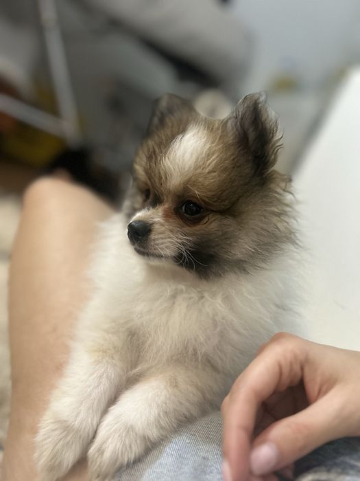 Szpic miniaturowy pomeranian