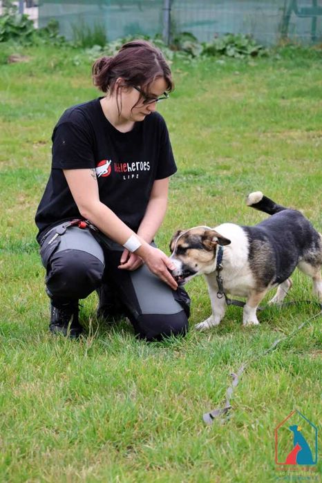 MŁODY, WESOŁY, aktywny, uwielbia aportować piłeczki