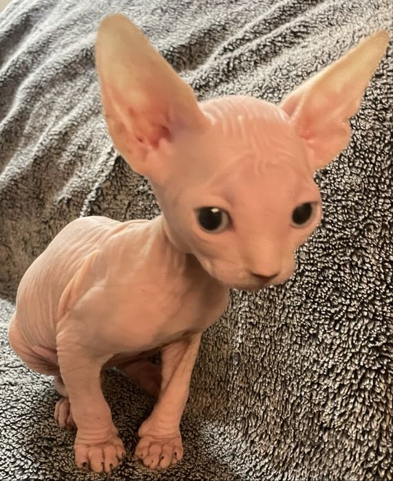 Gatinho Sphynx nascido 20/04
