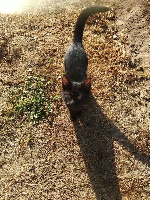 Oddam kota Lio czarny z wyprawką 100pln + zabawki