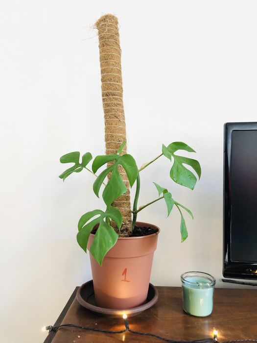 Rhaphidophora tetrasperma | Monstera mínima