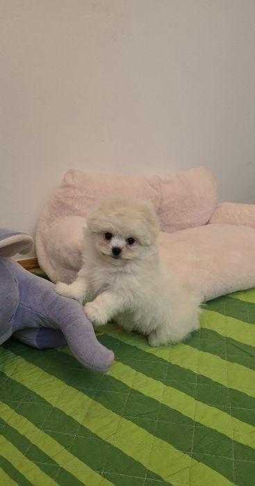 Pomapoo,  cudowna sunia.