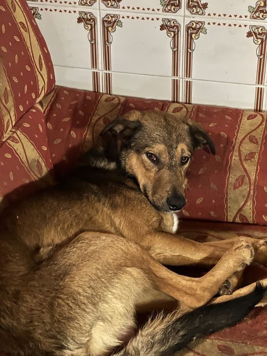 Cão jovem - oferta esterilização