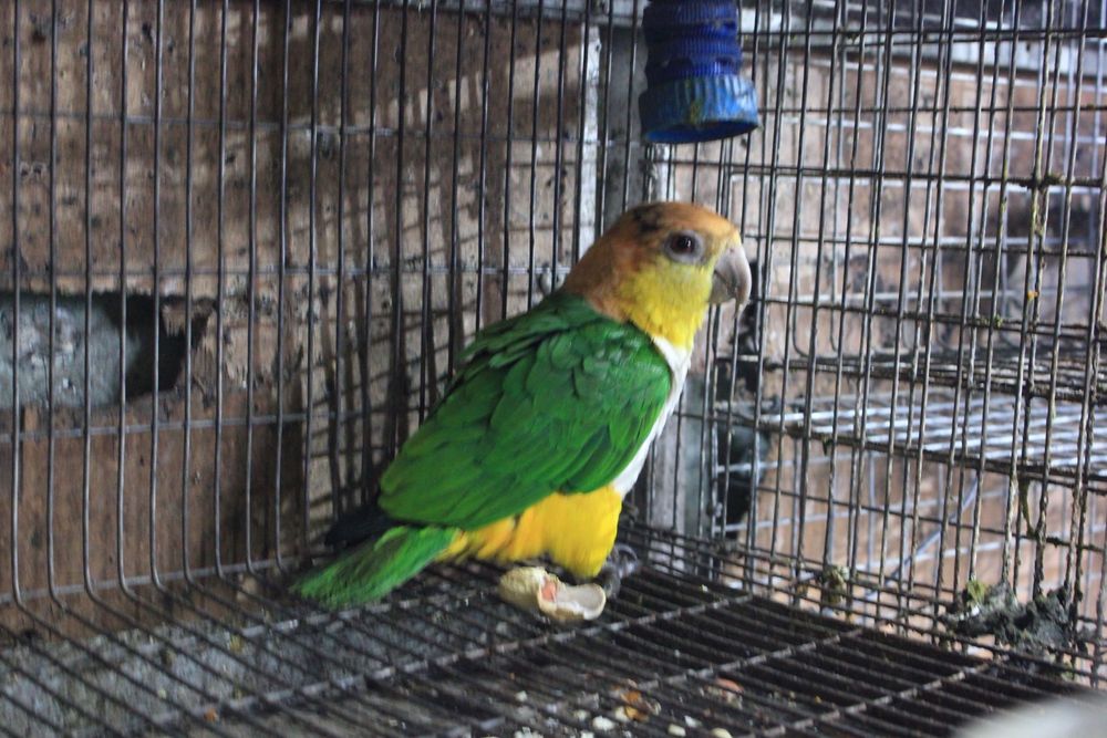 Casal Marianinhas Cabeça Canela