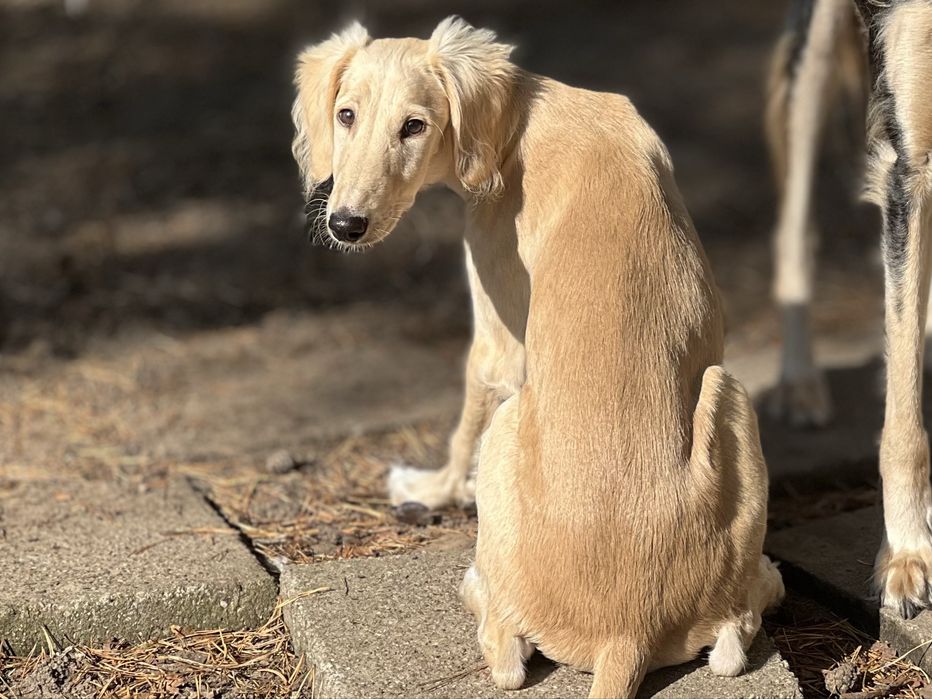 Chary perski saluki  ZkwP ,FCI