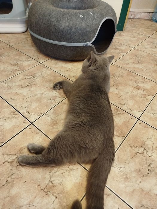 Daryl piękny kot brytyjski czeka na randke