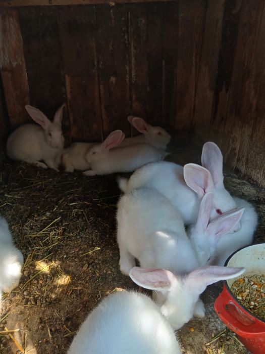 Кролі Термони Молодняк Кролики можна сім'ю