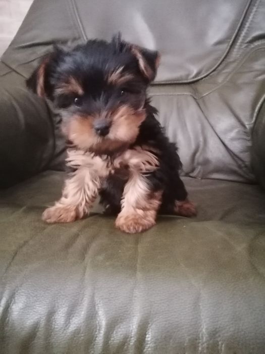 Продаётся девочка Йоркширскийий терьер