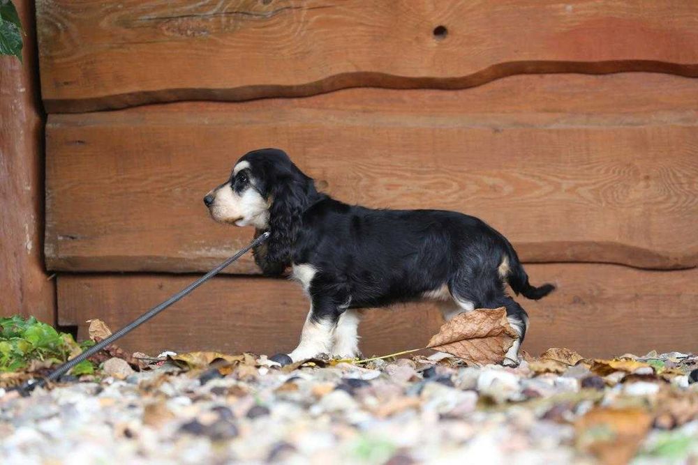 Cocker Spaniel szczeniak