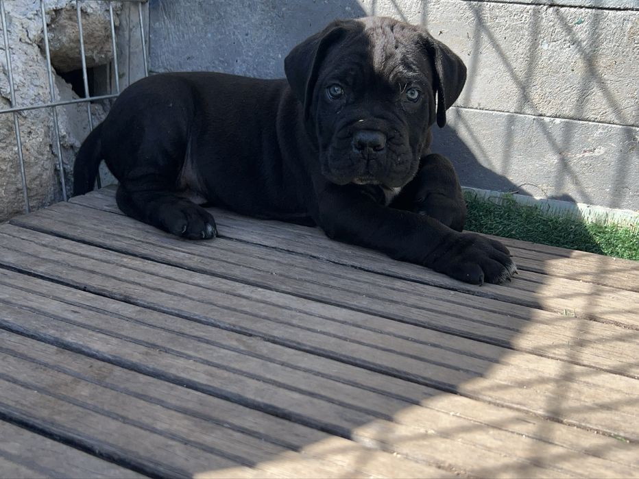 Macho Cane Corso Casa do Tavarsbull