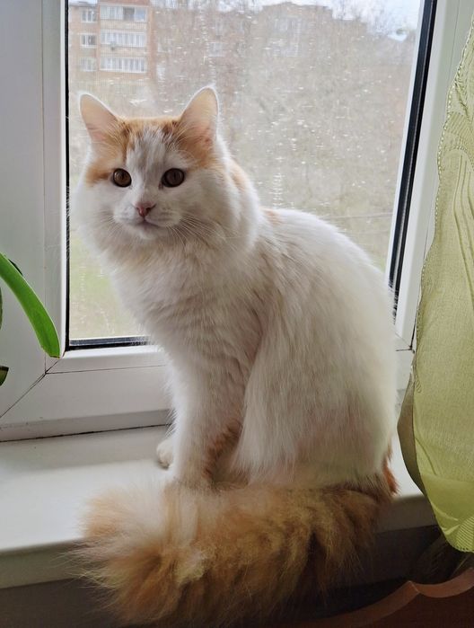 Віддамо котика в добрі руки