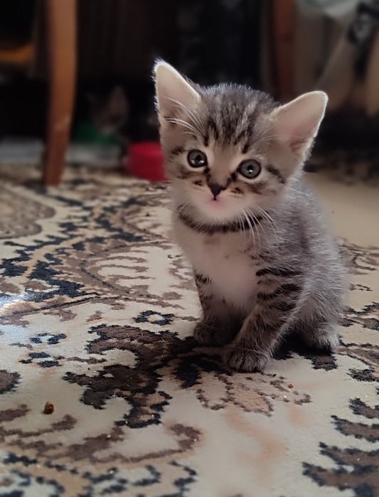 Кошенята в надійні руки