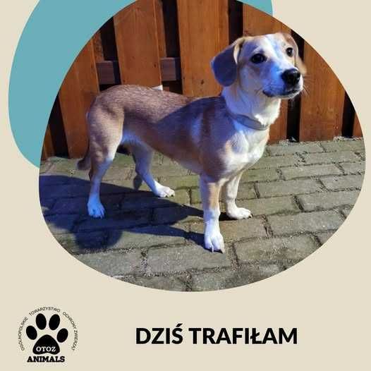 Znaleziono psa - Lębork/Dąbrówka k. Wejherowa