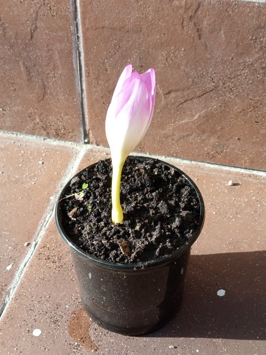 Колхикум цибулини.