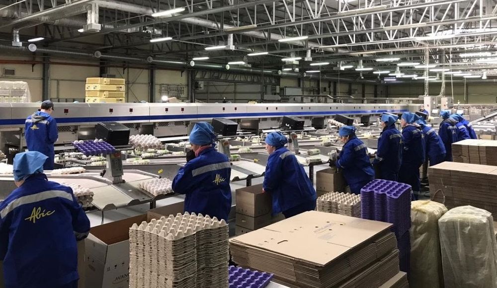 Інкубаційне яйце бройлера