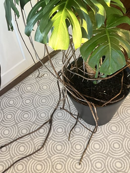 Monstera DUŻA 2metry