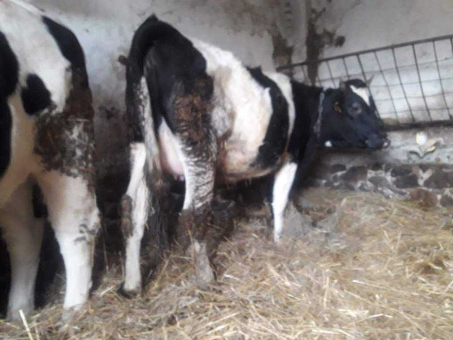 Sprzedam 6 jałówek wysokocielnych