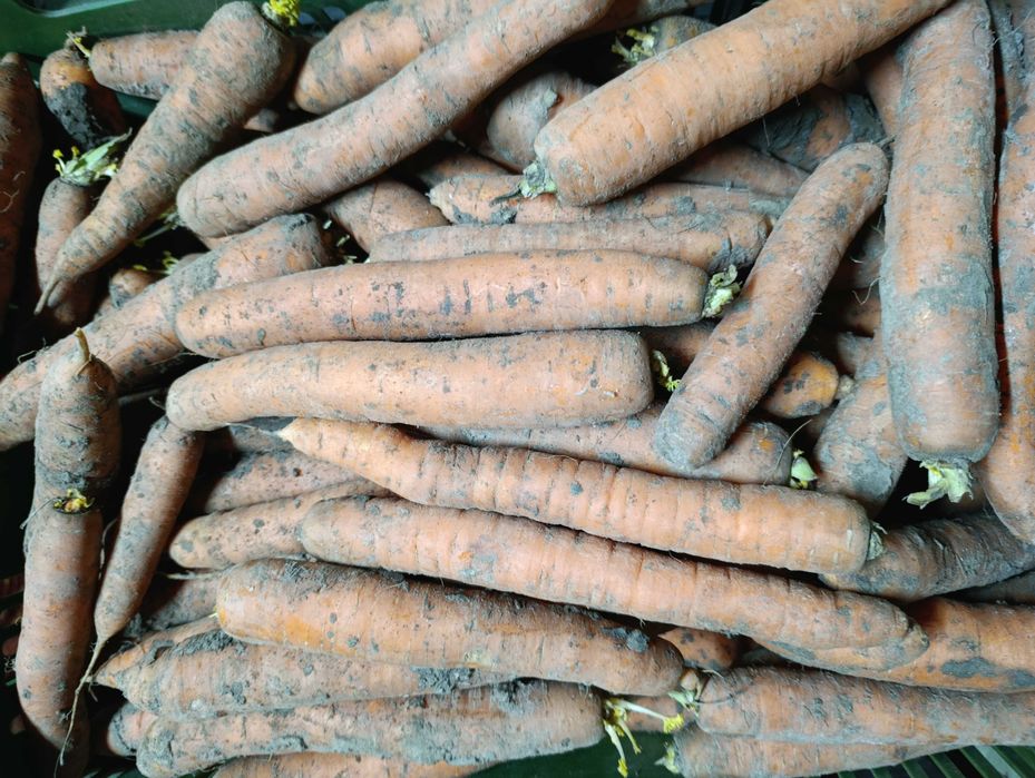 Marchew na sprzedaż