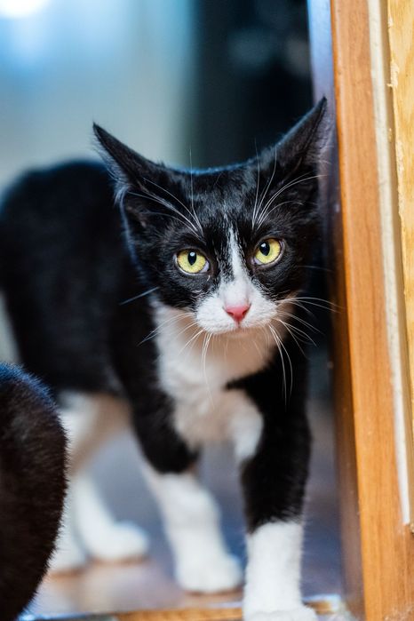 Filipek - piękny kocurek do adopcji