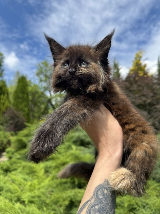 Мейн-Кун Девочка Black Smoke Tortie