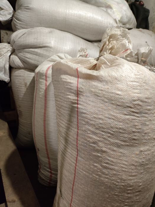 Кукурудза суха цього року