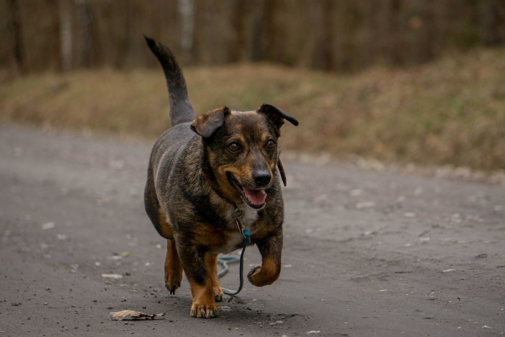 Stefan 5 letni psiak w typie jamniczka do adopcji