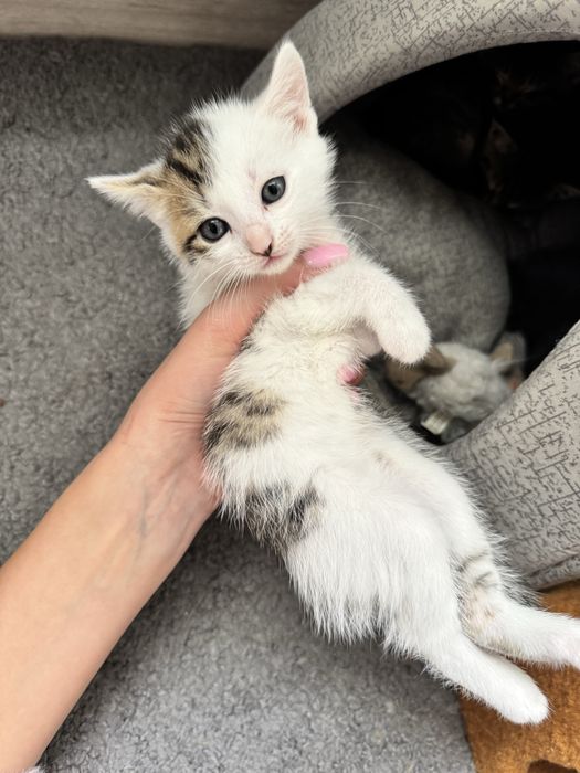 ‼️КОШЕНЯТА‼️(Київ,Київська область)